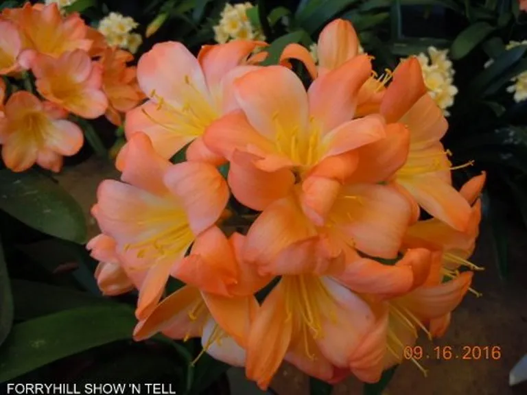 Forryhill Show 'N Tell'