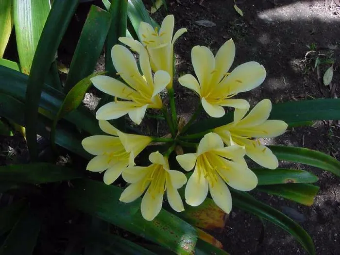 Webber's Yellow