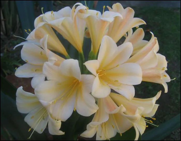 Naude's Peach
