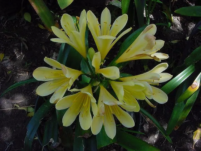 Whitelock Yellow