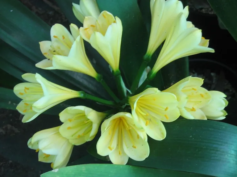Lutea