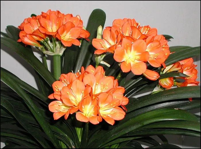Florid Orange