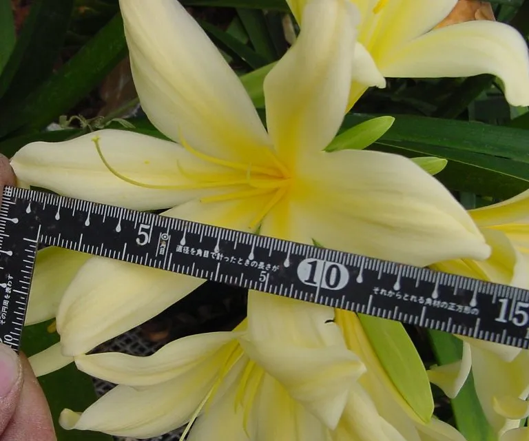 Chiba Lily