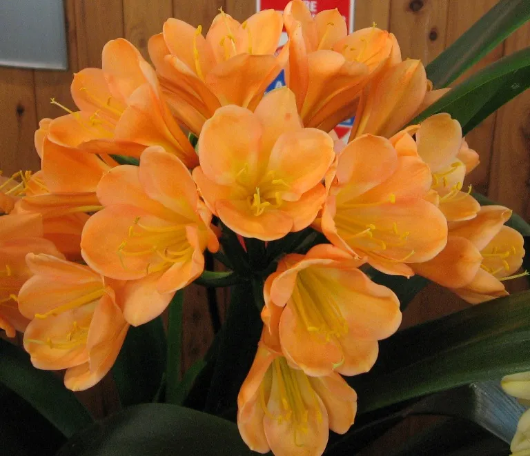 Jordan's Apricot
