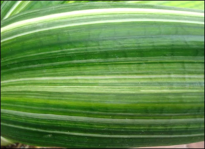 Striata