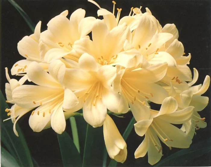 Lemon Chiffon