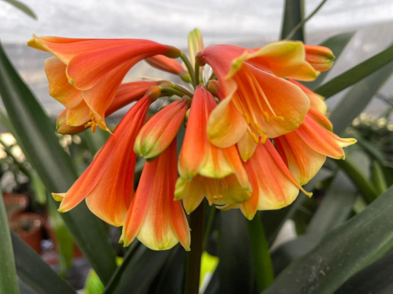 Warmheart