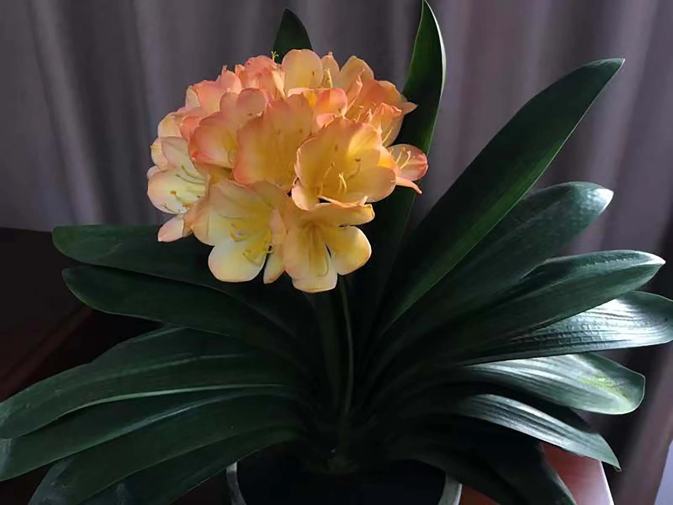 Pink Lady