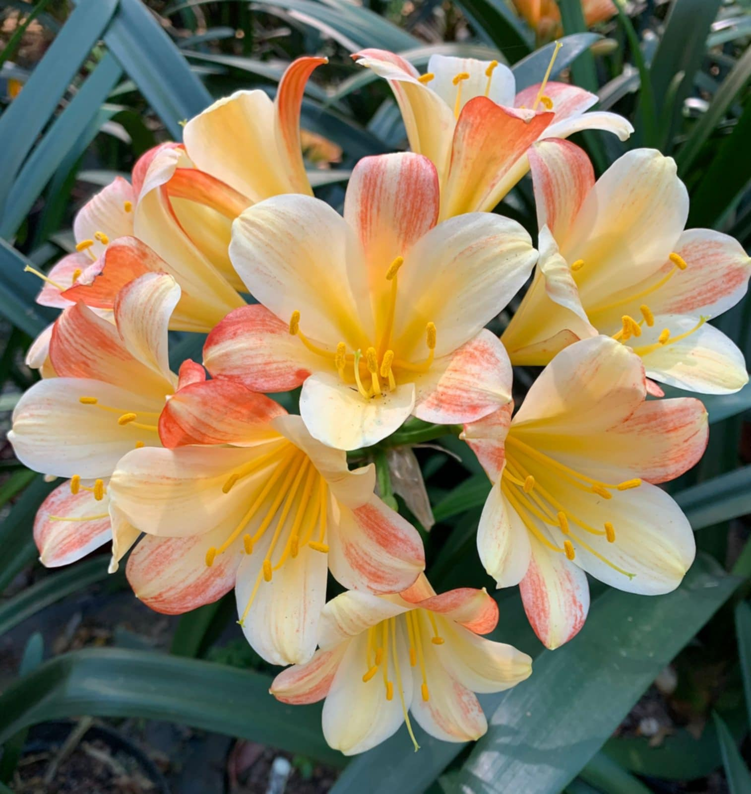 Royal Gala