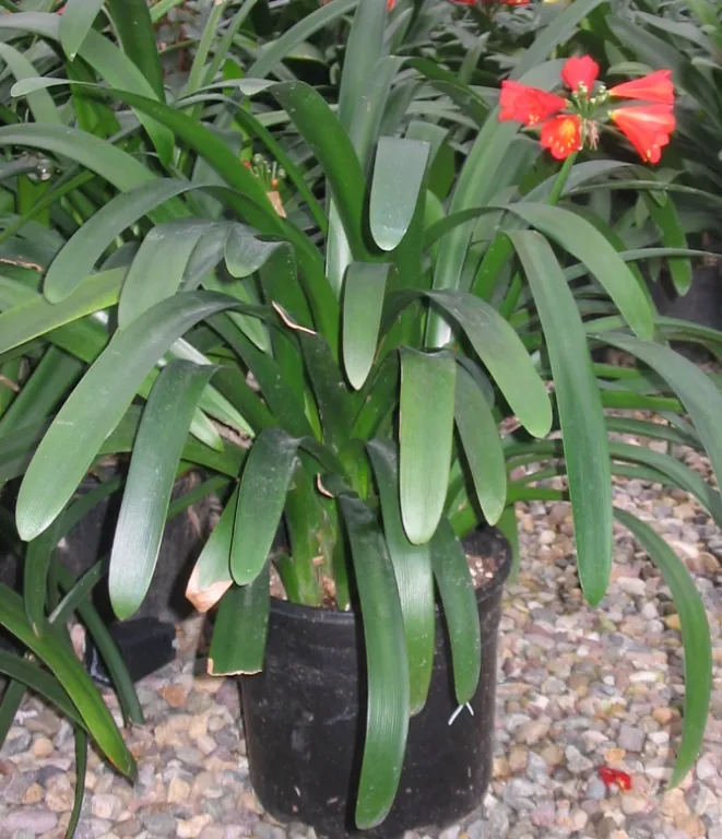 Red Bells (1)