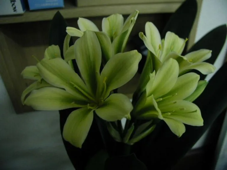 Green Impact