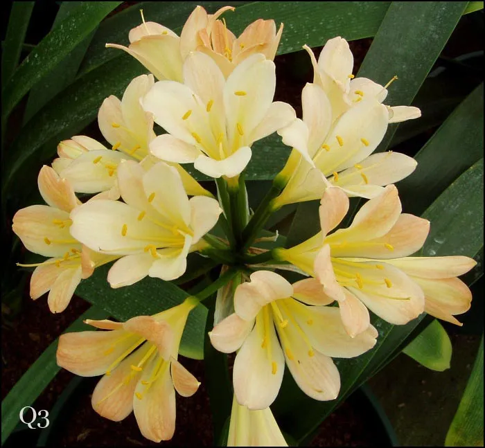 Appleblossom