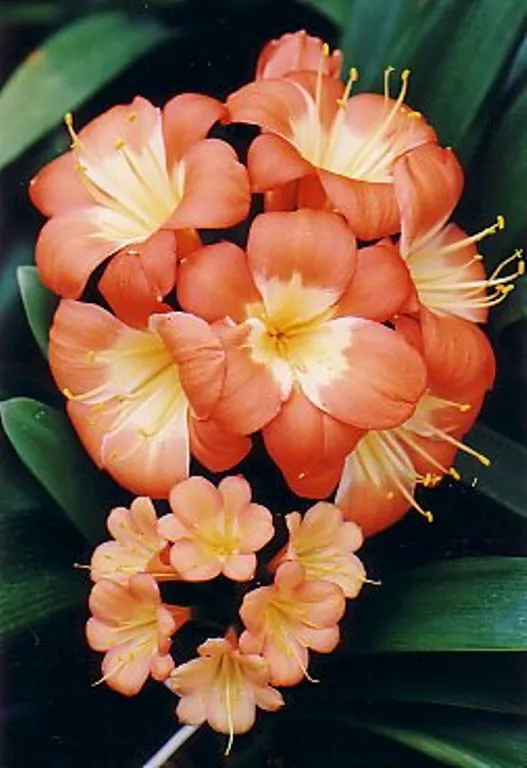 Chiba Orange