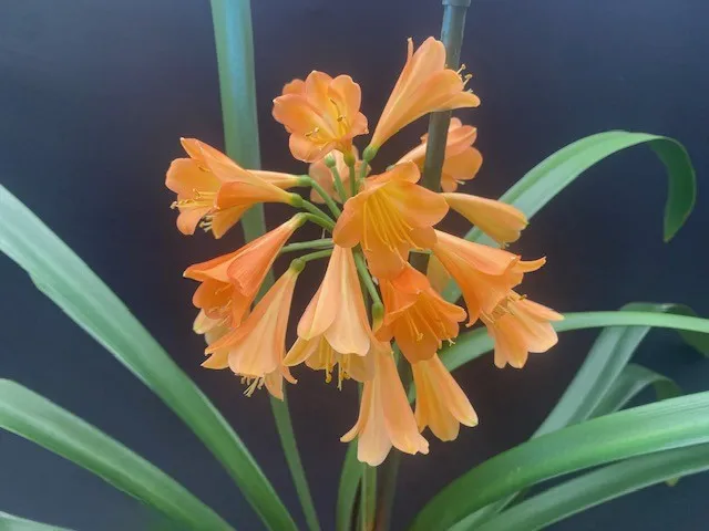 Peach Showers