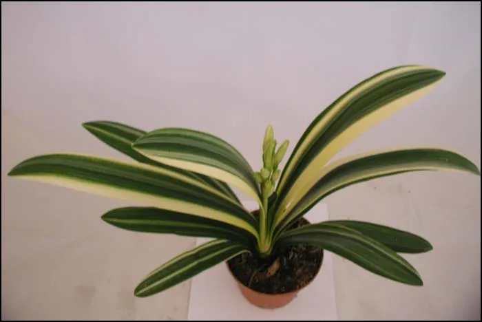 Florid Striped