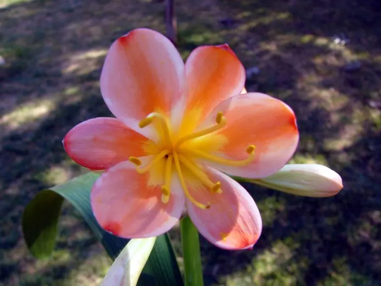 Tangerine Dream