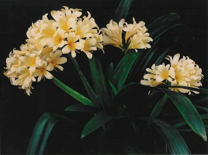 Millicent