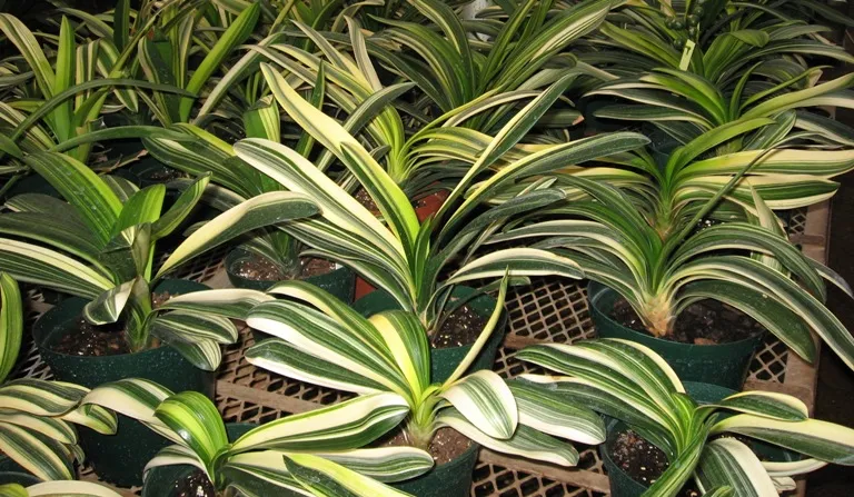 Variegata
