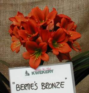 Bertie's Bronze'