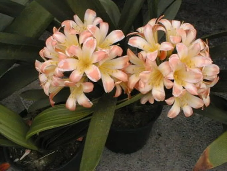 Pink Star