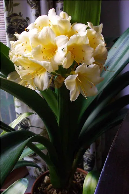 Bodnant Yellow