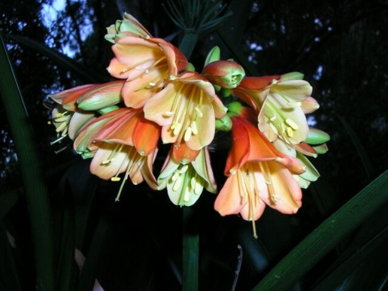 Angela's Apricot'