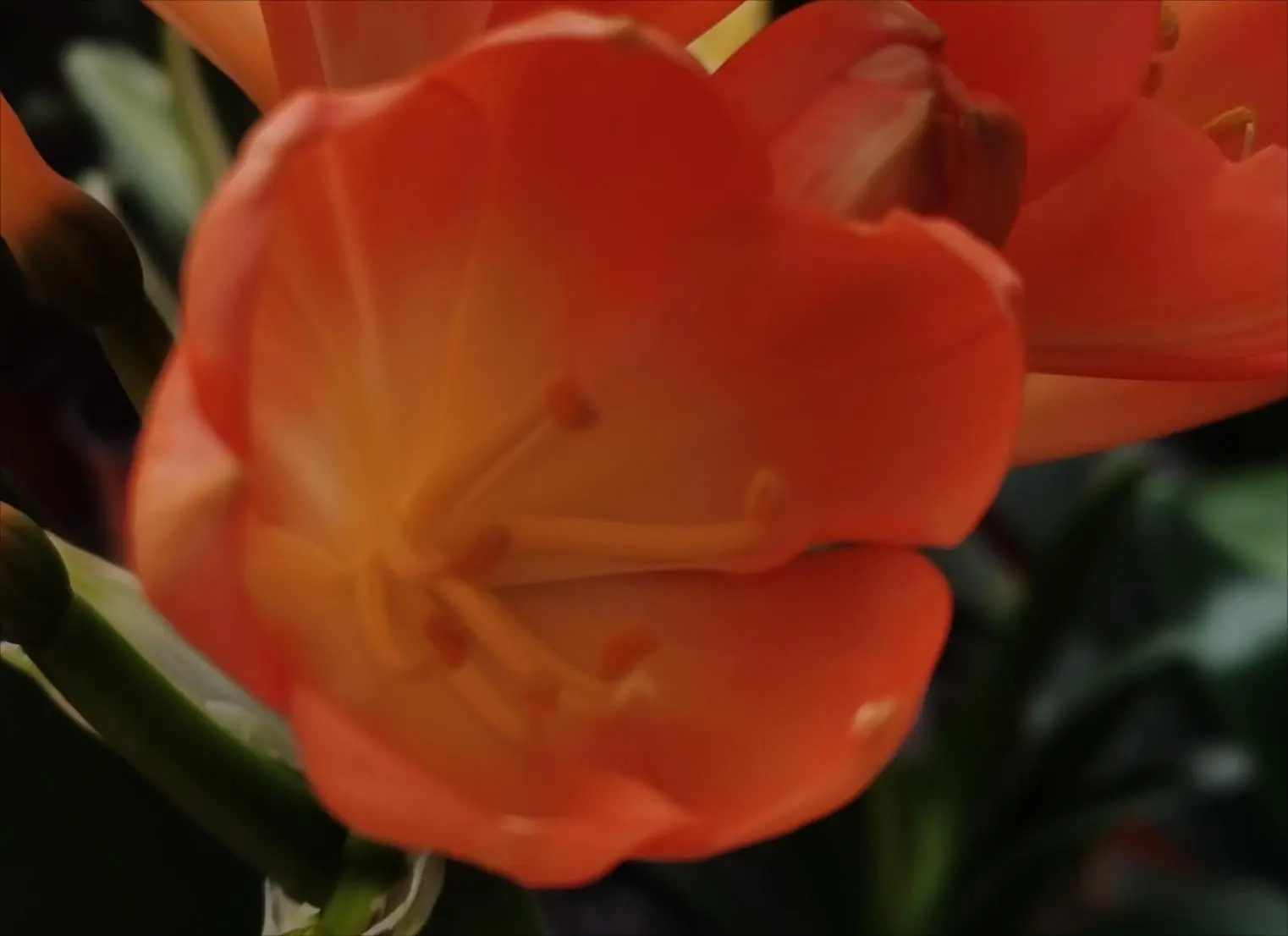 Orange Wave