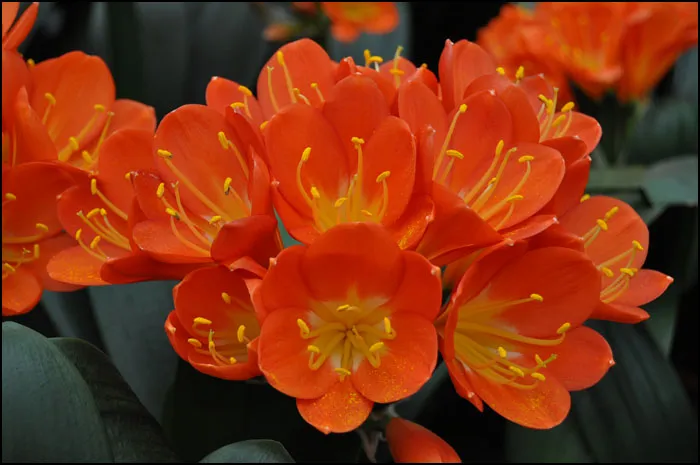 Florid Orange