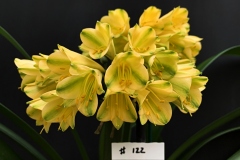 1-122-Interspecific-Combination-yellow
