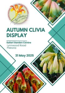 Autumn Clivia Display