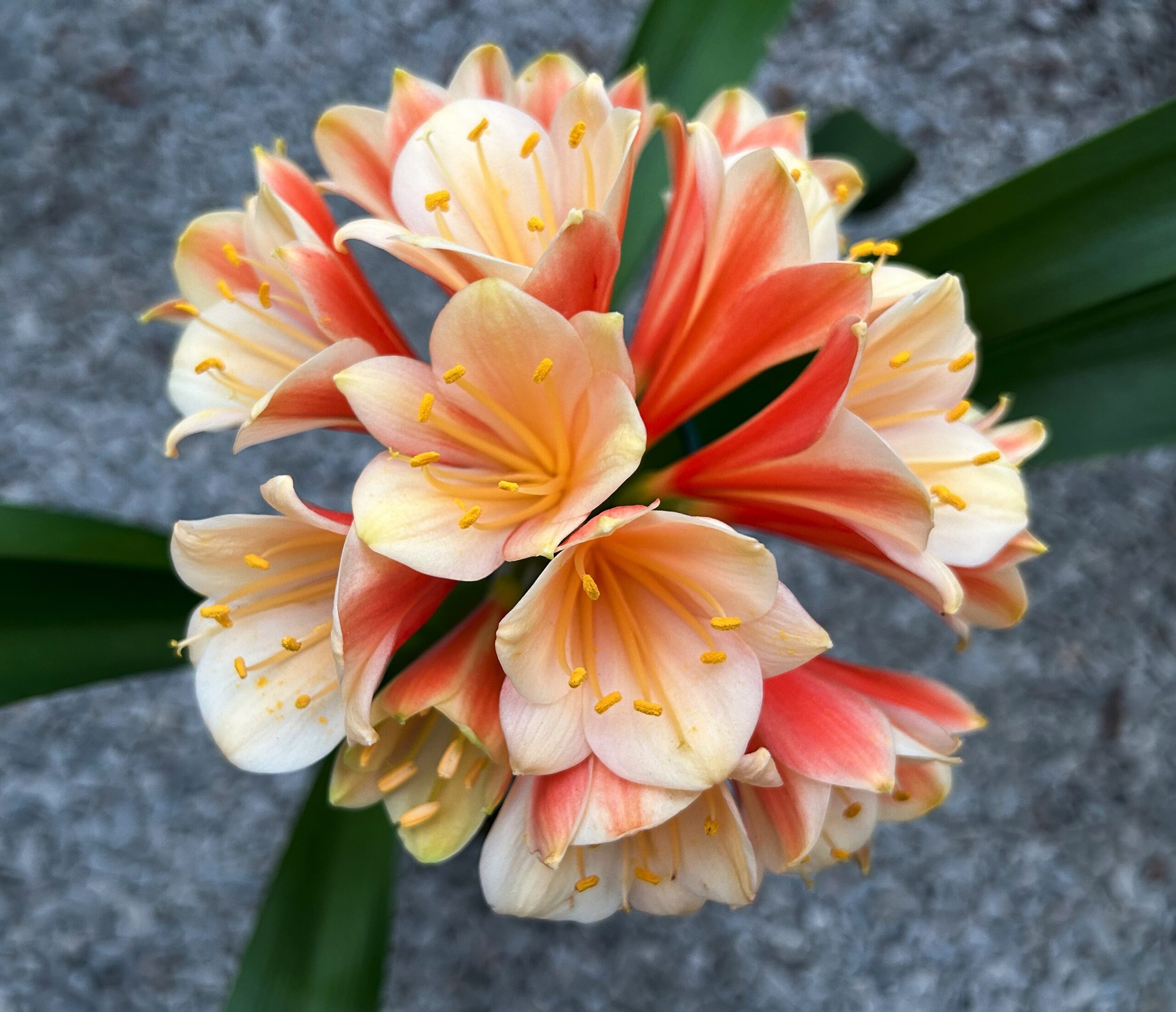 The Clivia Society