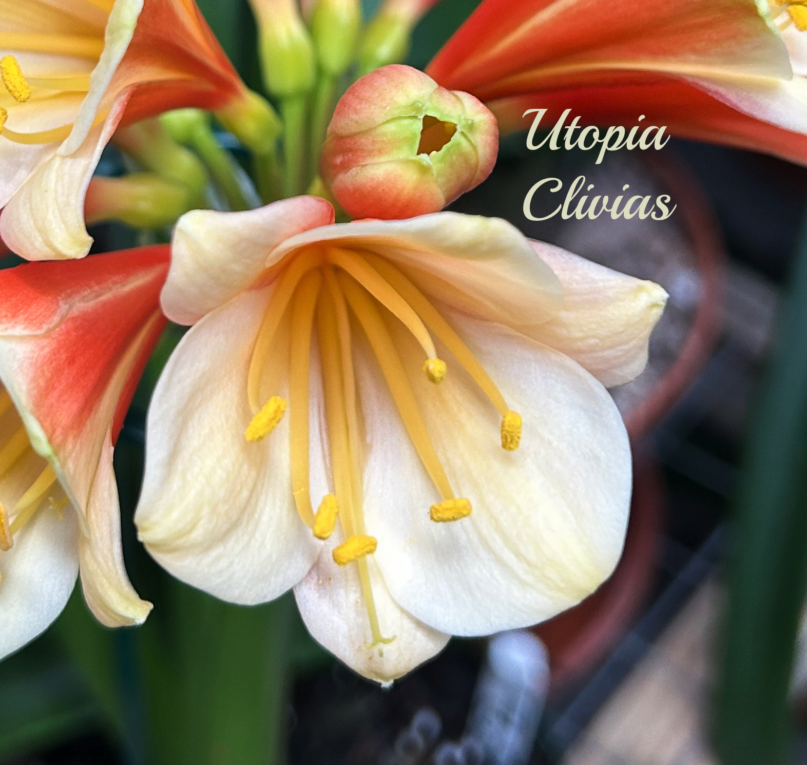 The Clivia Society
