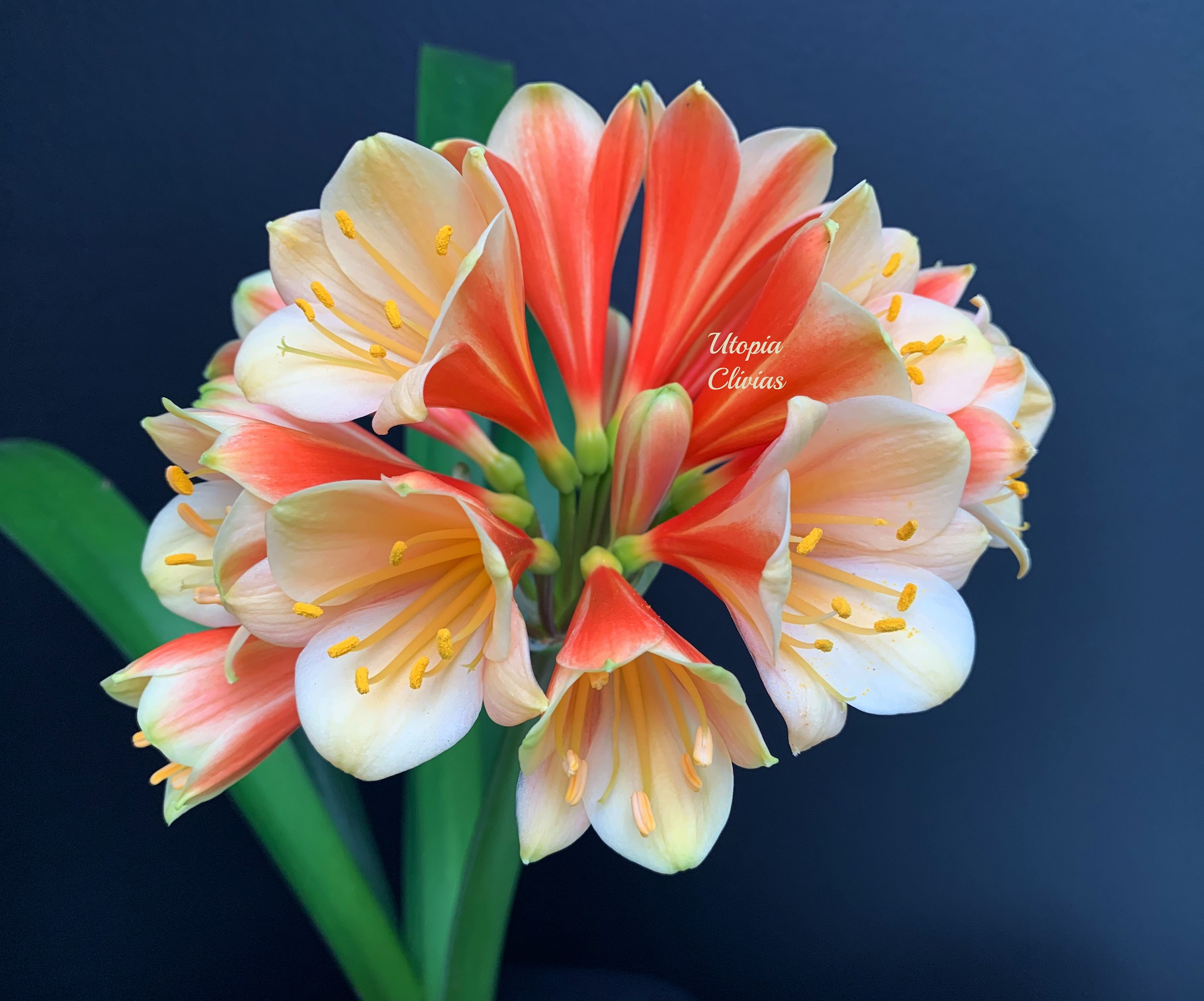 The Clivia Society