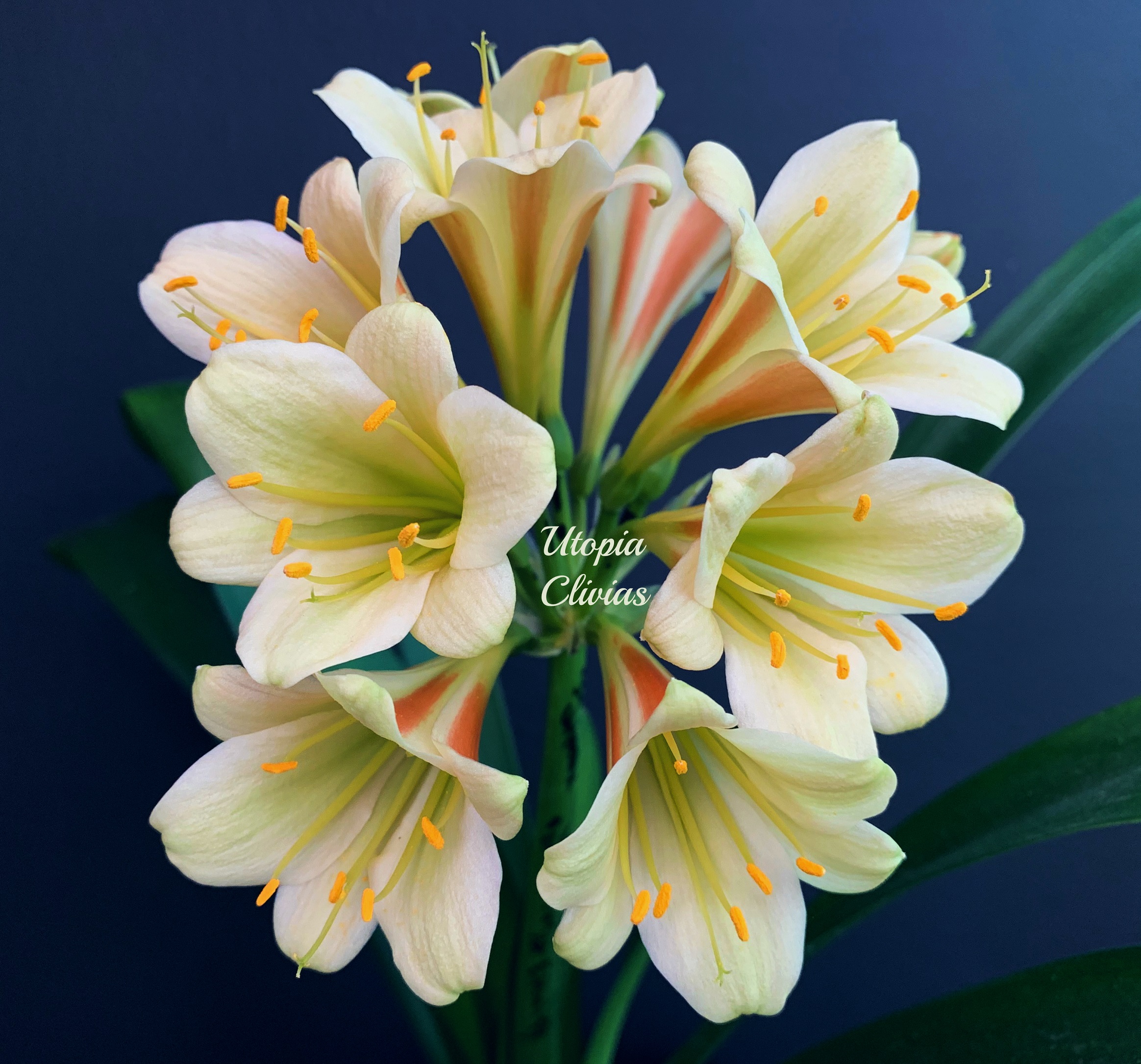 The Clivia Society