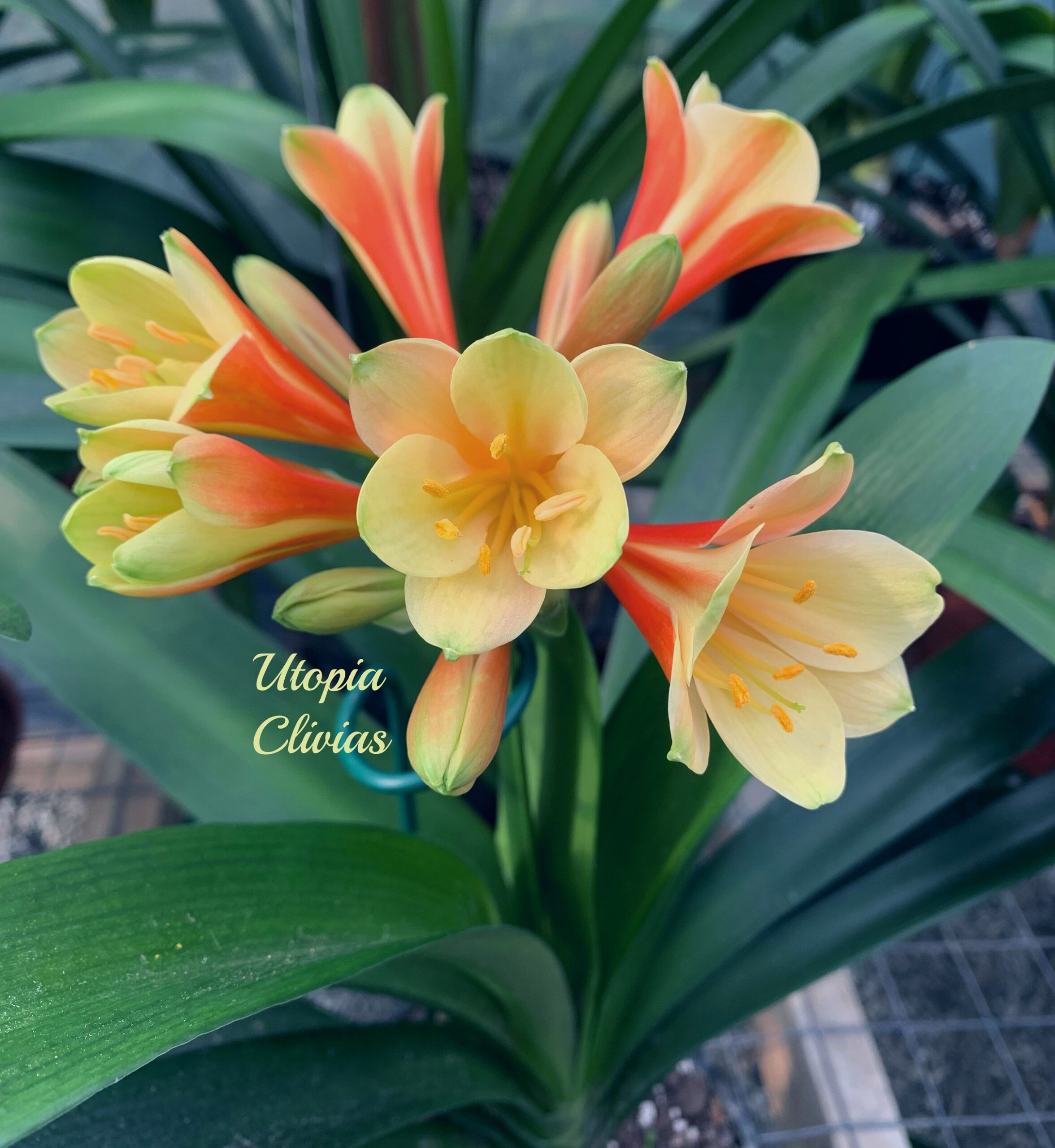 The Clivia Society