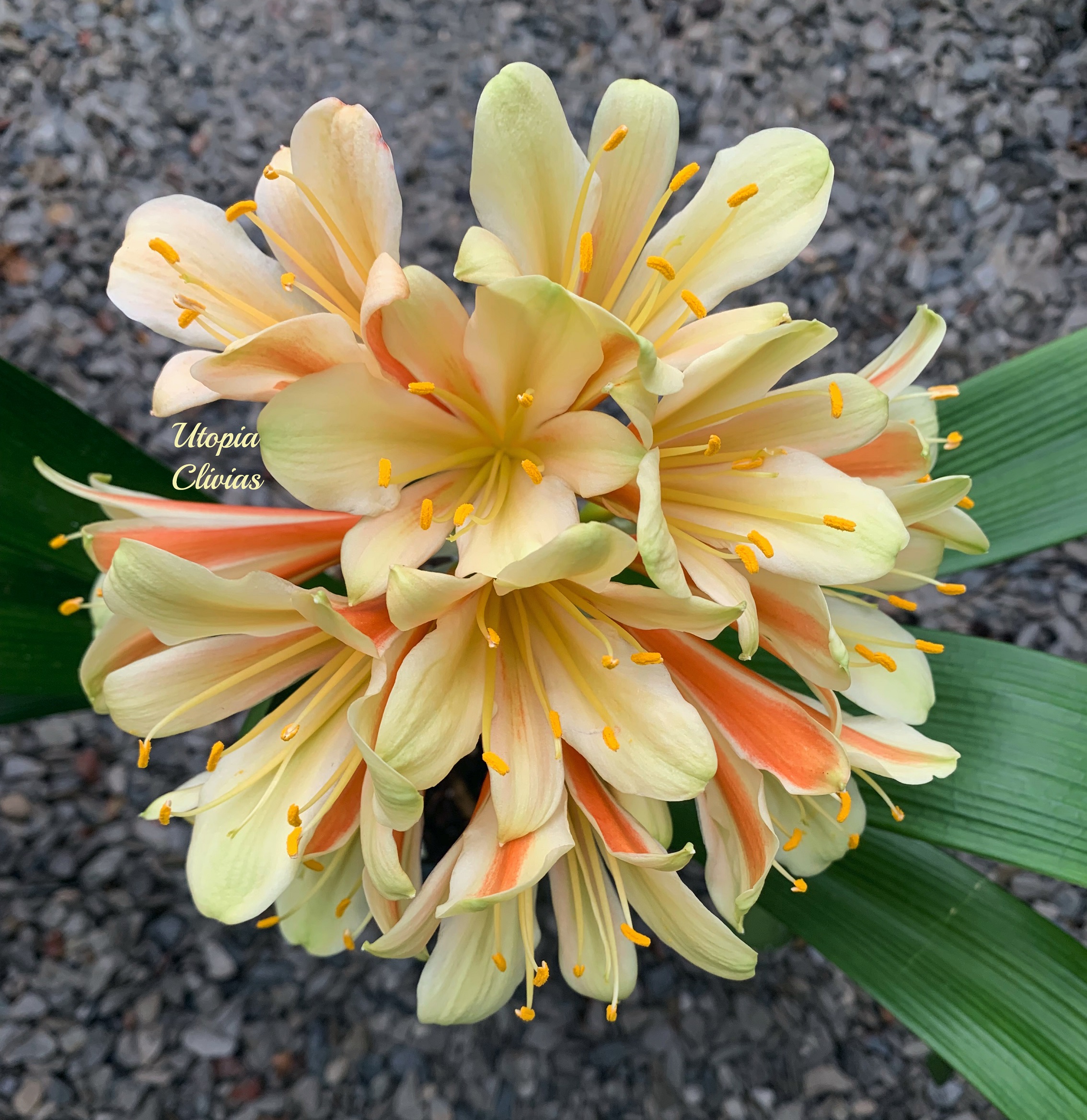 The Clivia Society