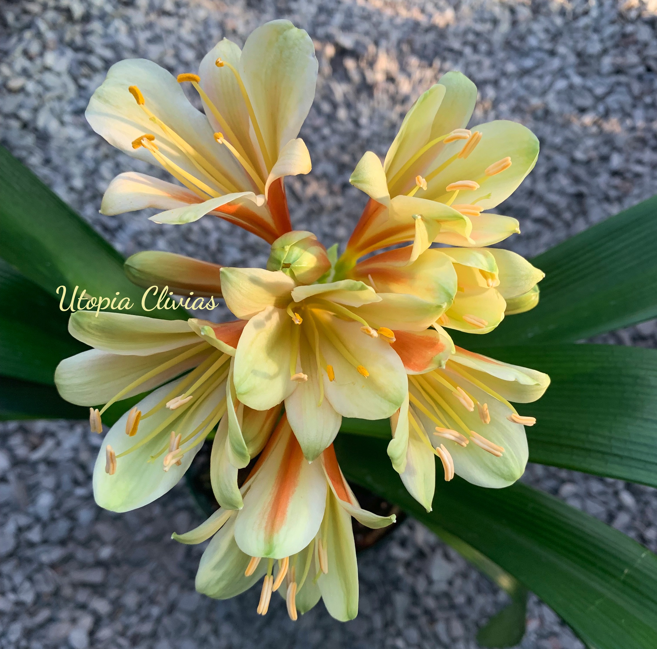 The Clivia Society