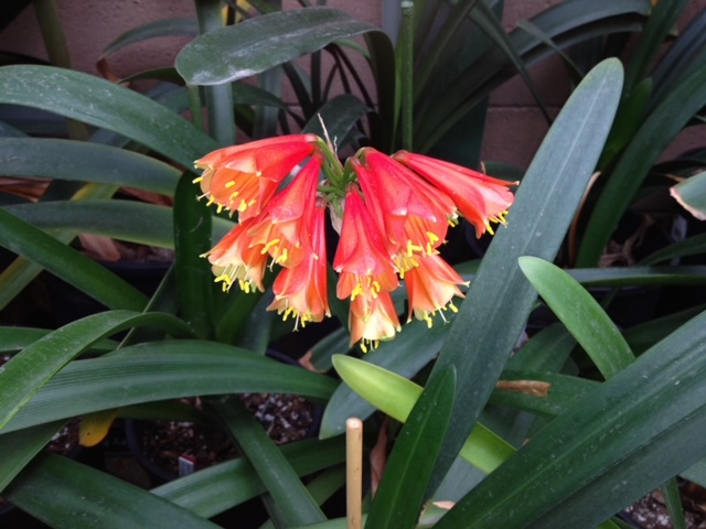 The Clivia Society