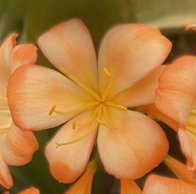 The Clivia Society