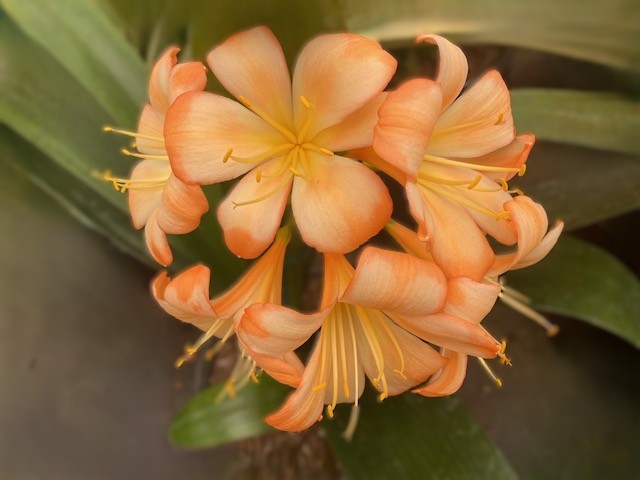 The Clivia Society