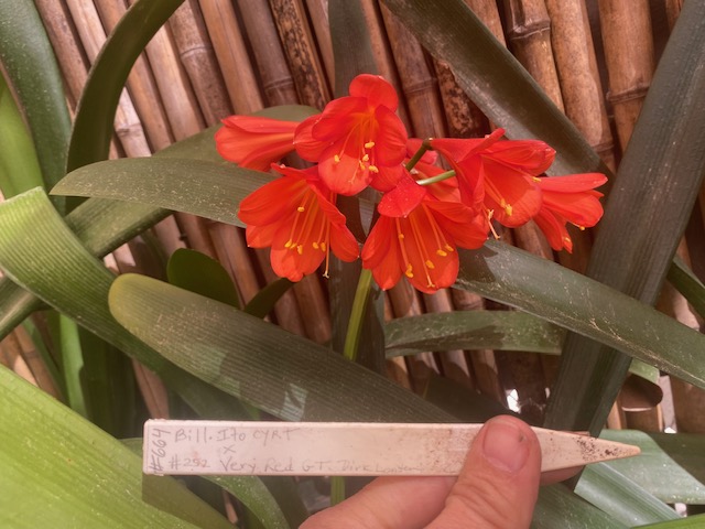 The Clivia Society