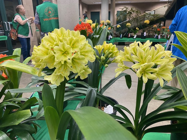The Clivia Society