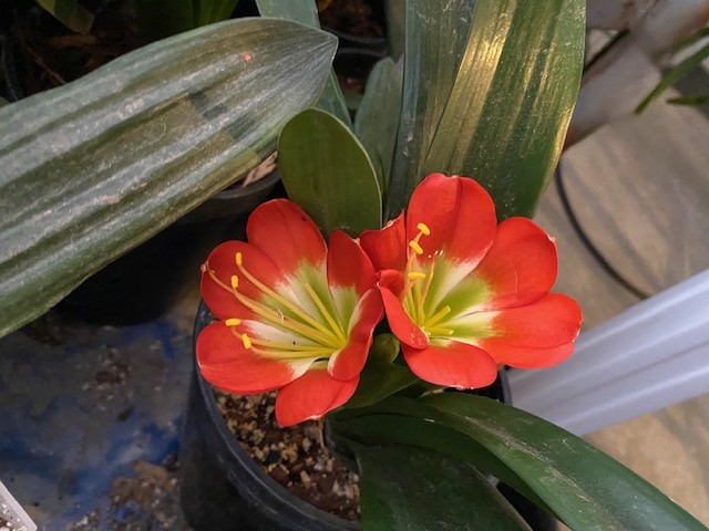 The Clivia Society