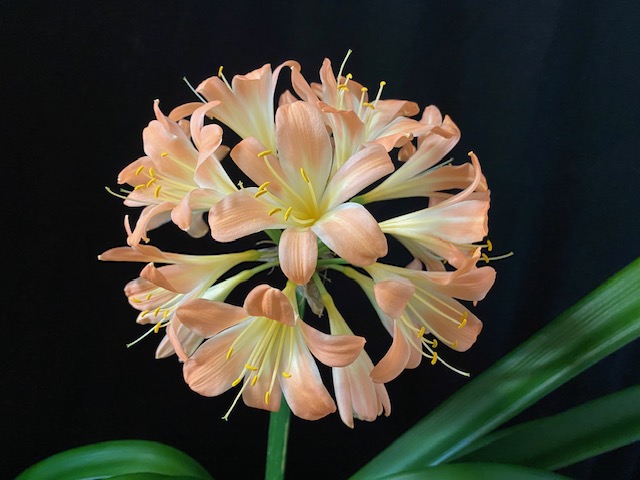 The Clivia Society